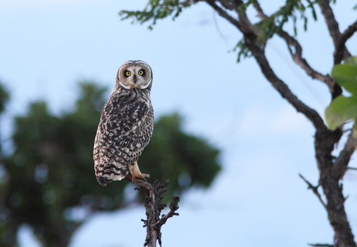 Short-eared Owl (South American) - ML392431141