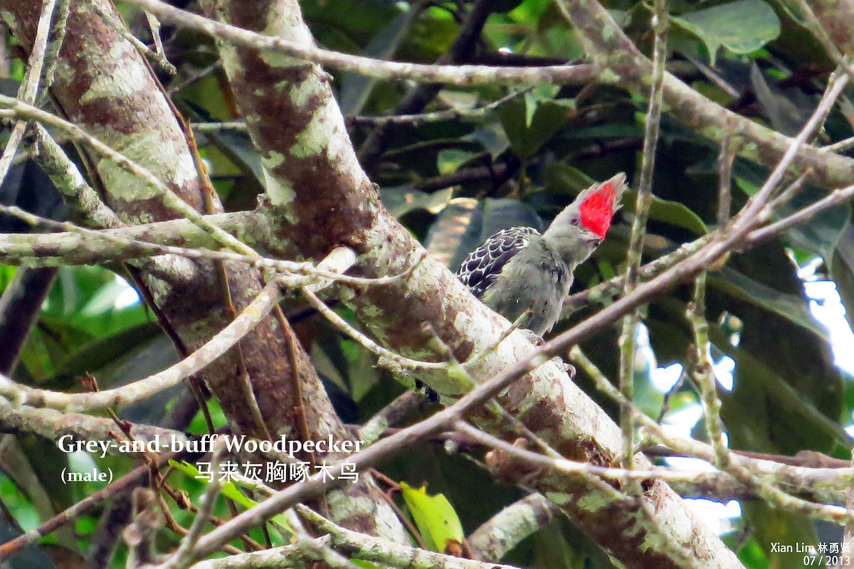 Gray-and-buff Woodpecker - Lim Ying Hien