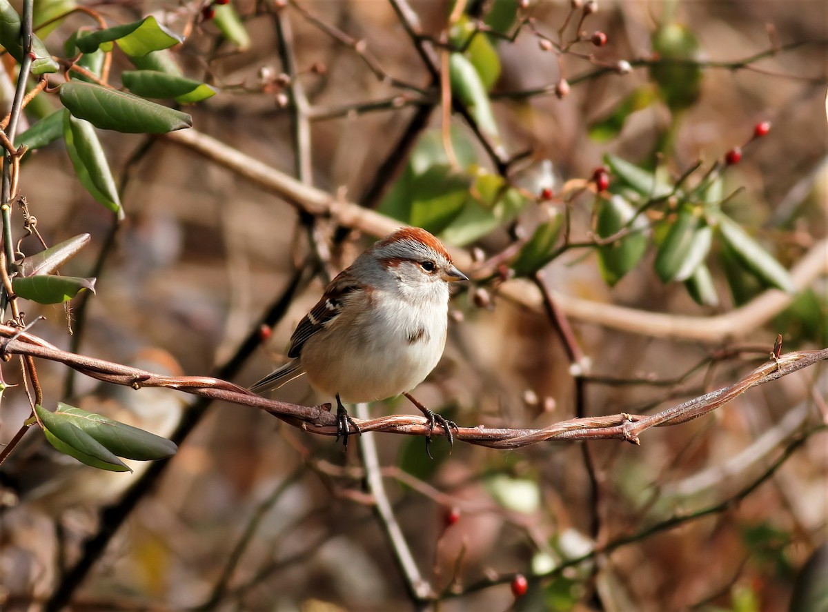 American Tree Sparrow - ML392459421