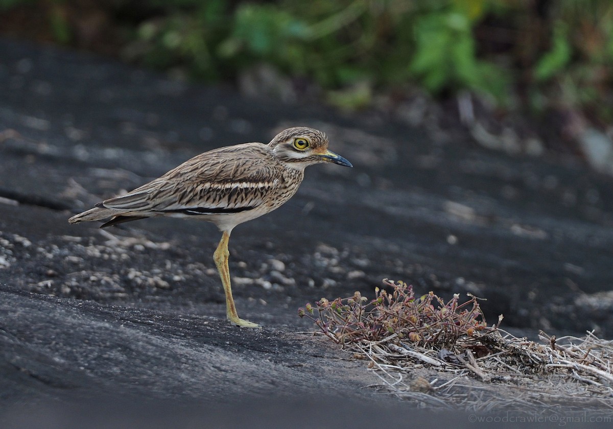 Indian Thick-knee - ML392463171