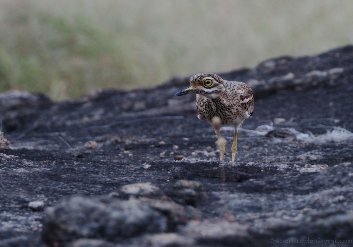 Indian Thick-knee - ML392463181