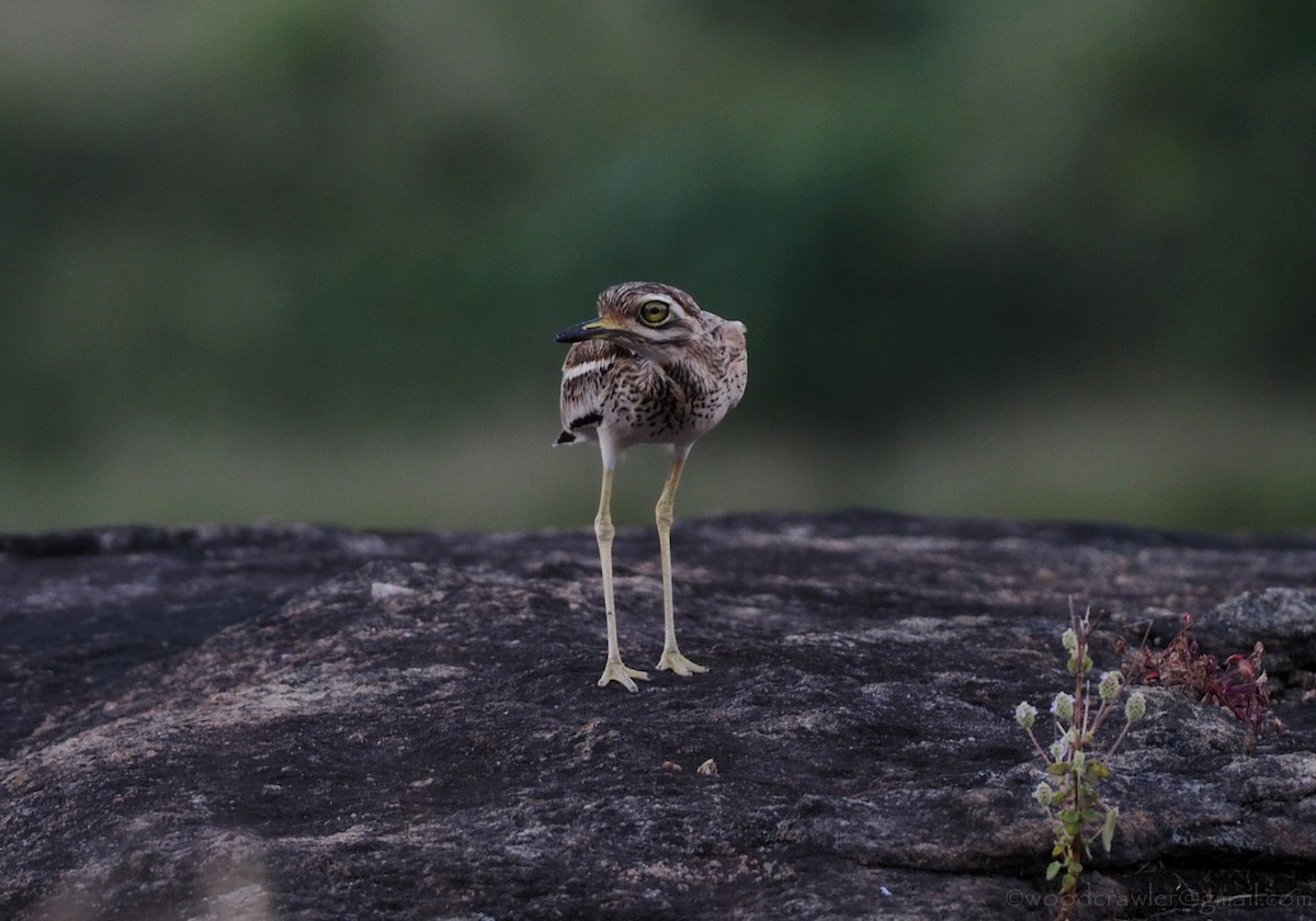 Indian Thick-knee - ML392463191