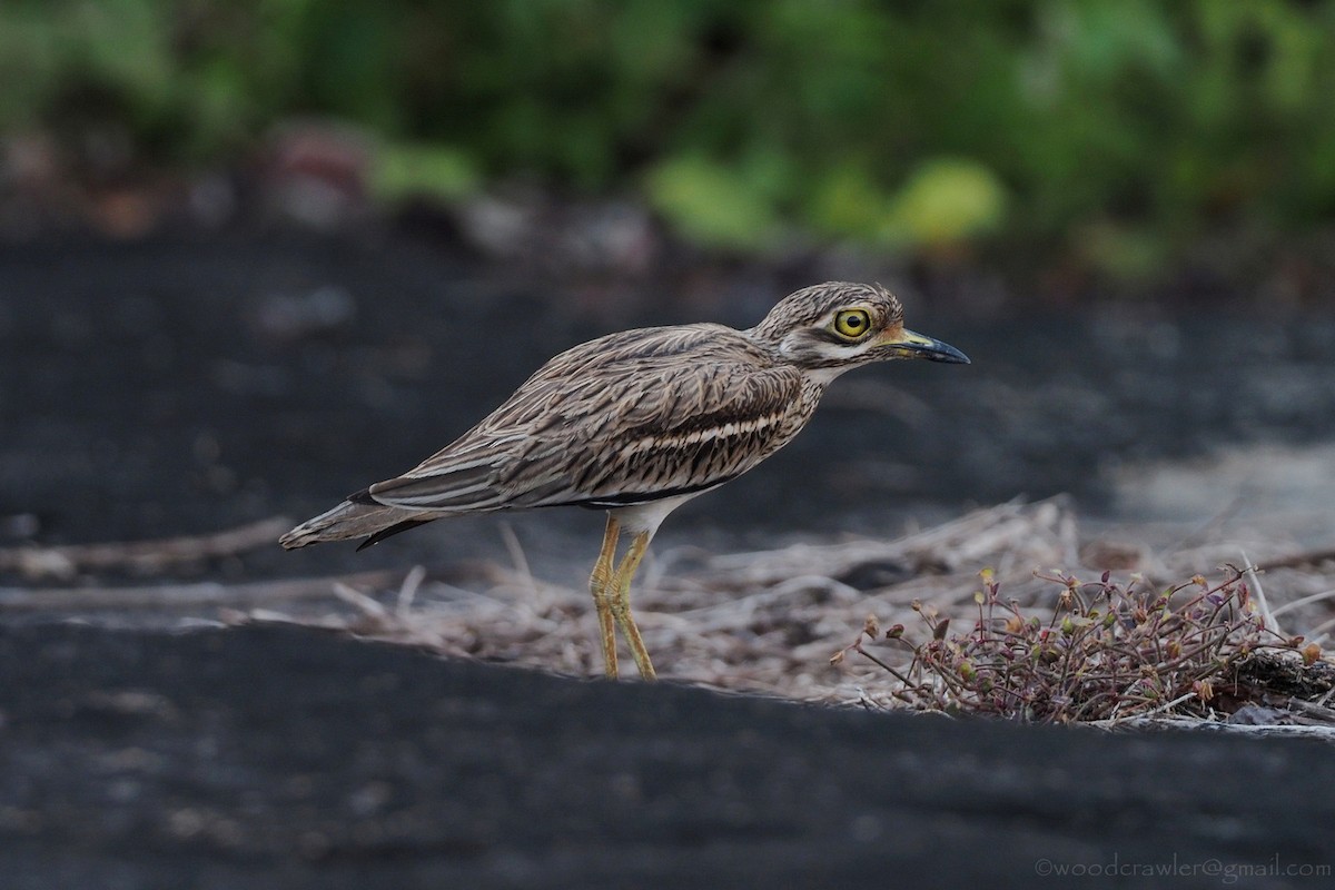 Indian Thick-knee - ML392463201