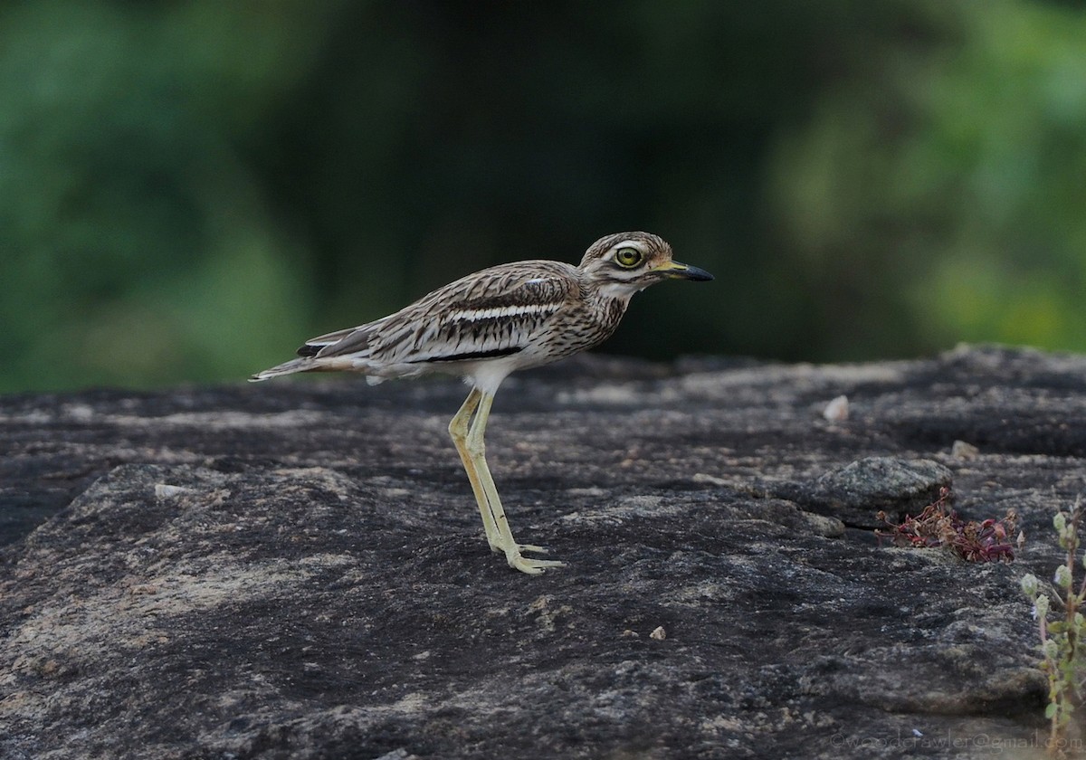 Indian Thick-knee - ML392463211