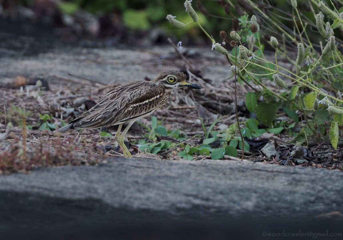 Indian Thick-knee - ML392463221
