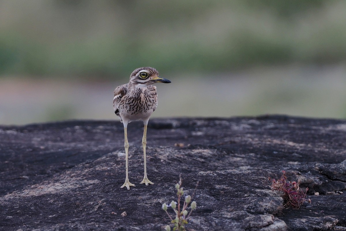 Indian Thick-knee - ML392463261