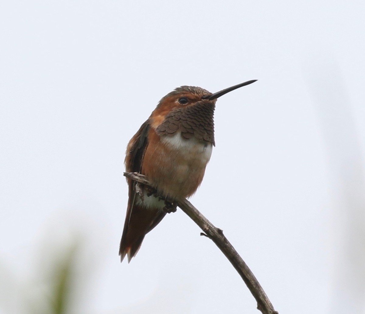 Allen's Hummingbird - Christian Fernandez