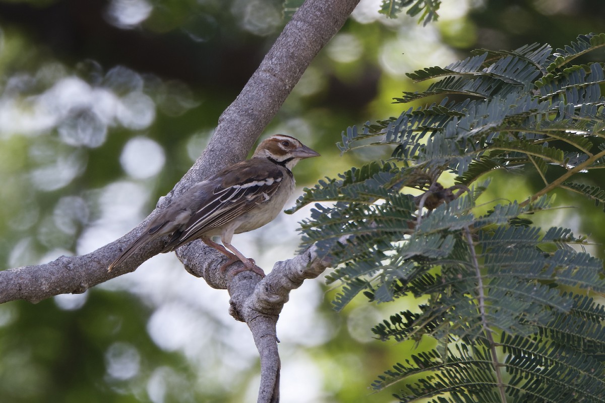 Chestnut-crowned Sparrow-Weaver - ML392471811