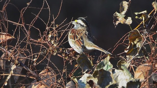 White-throated Sparrow - ML392472881