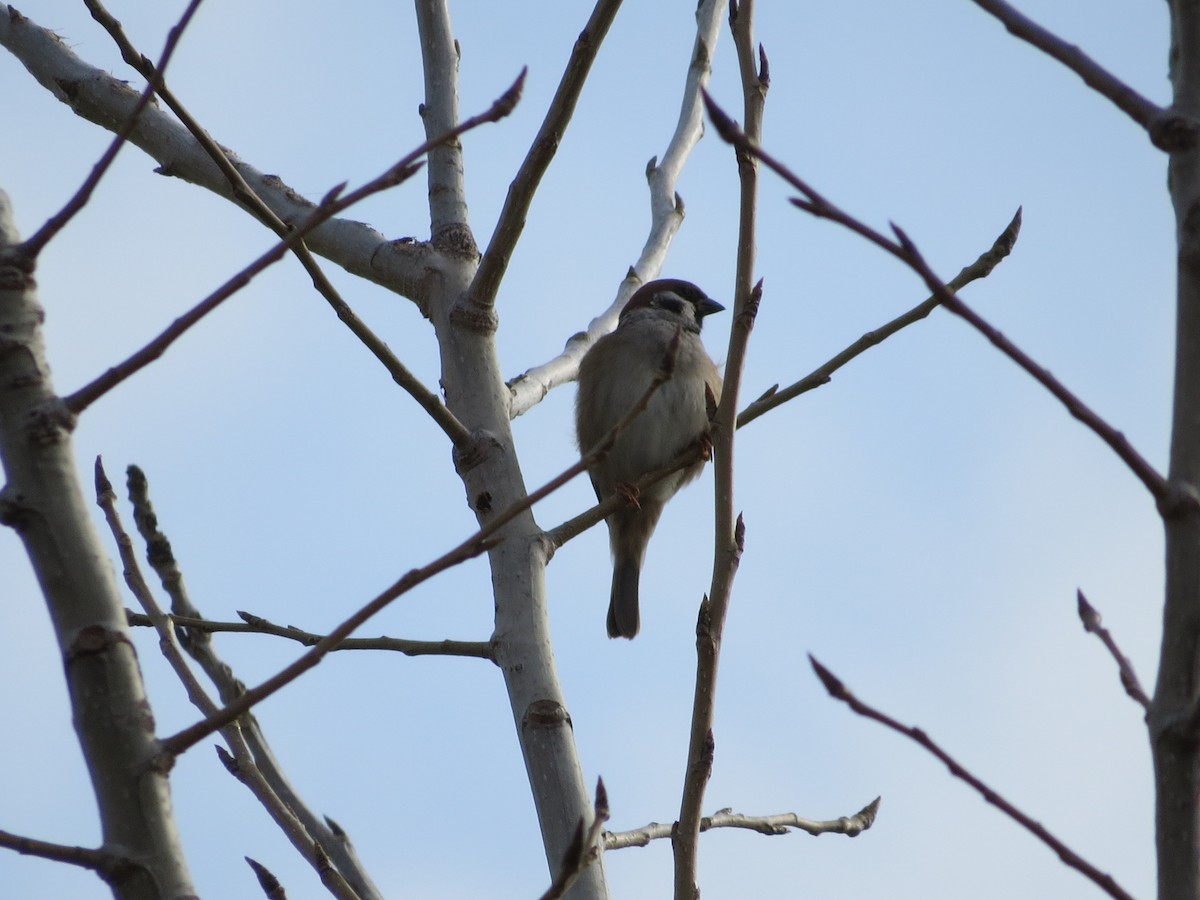 Eurasian Tree Sparrow - Dallas Levey