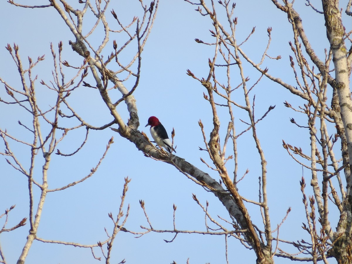 Red-headed Woodpecker - Dallas Levey