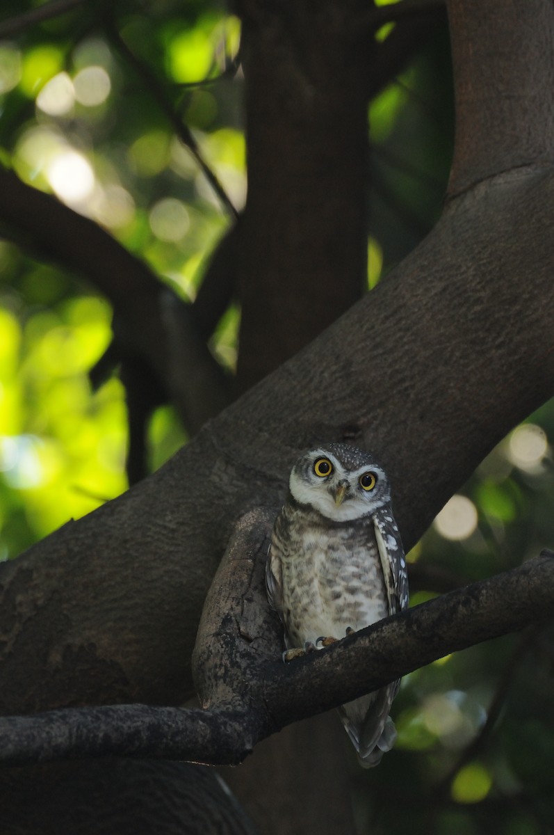 Spotted Owlet - ML392479071