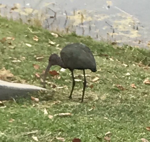 ibis americký - ML392481141
