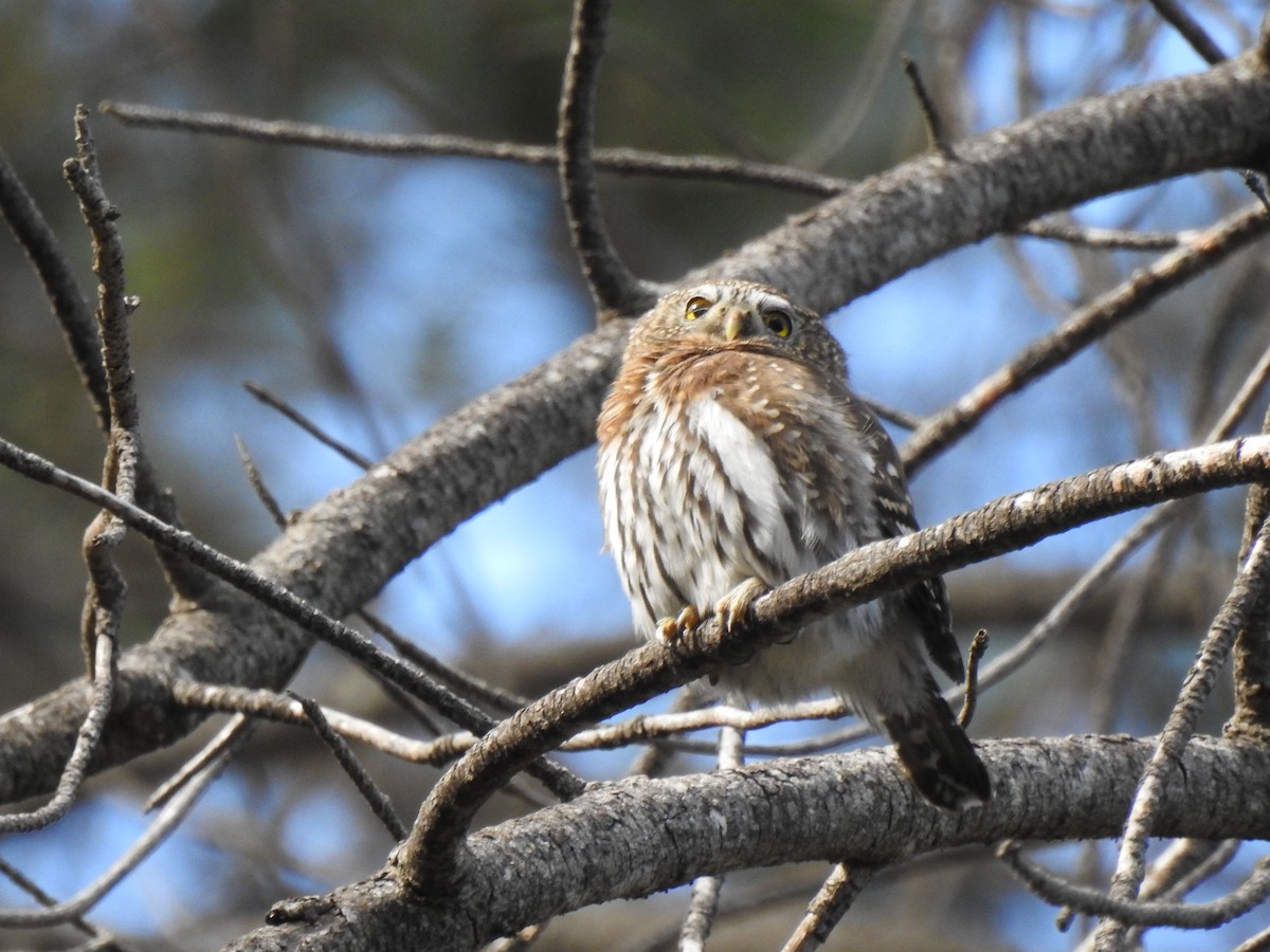 Northern Pygmy-Owl - Arturo Cruz
