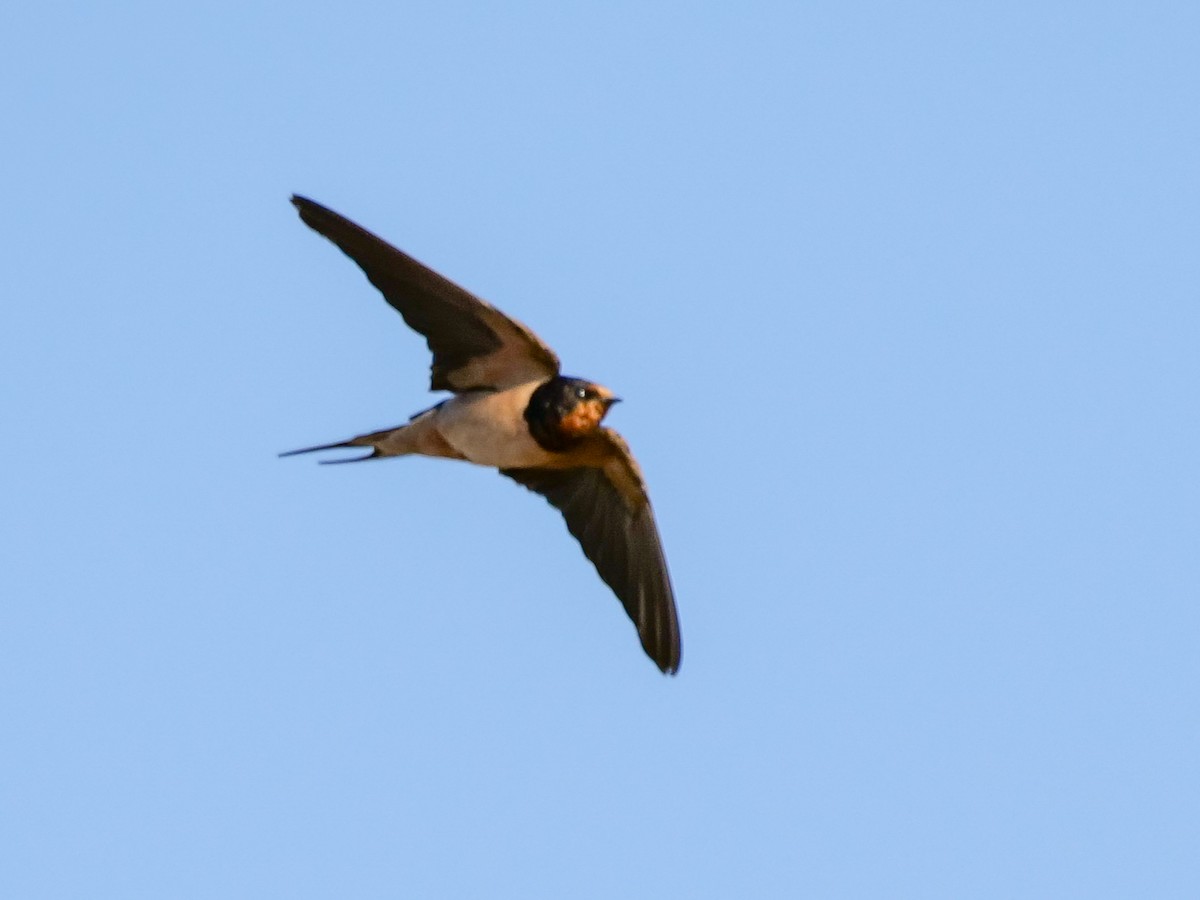 Barn Swallow (Levant) - ML392483381
