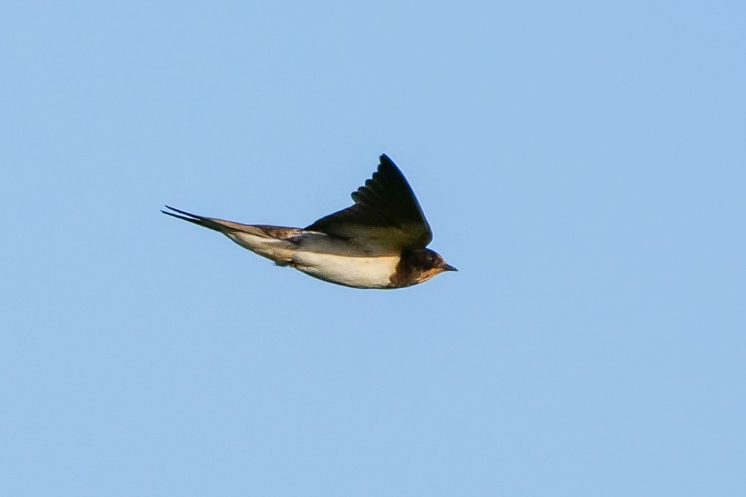 Barn Swallow (Levant) - ML392483491