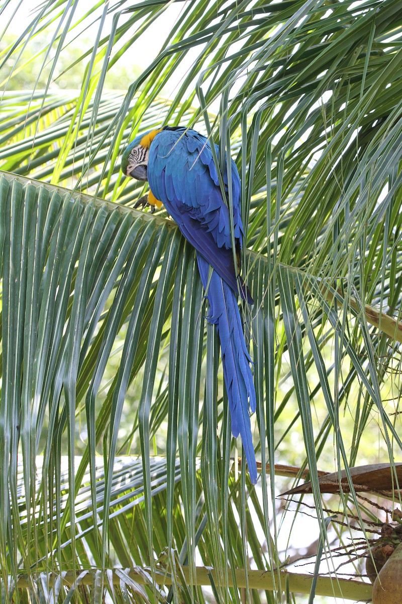 Blue-and-yellow Macaw - Juan María Domínguez Robledo