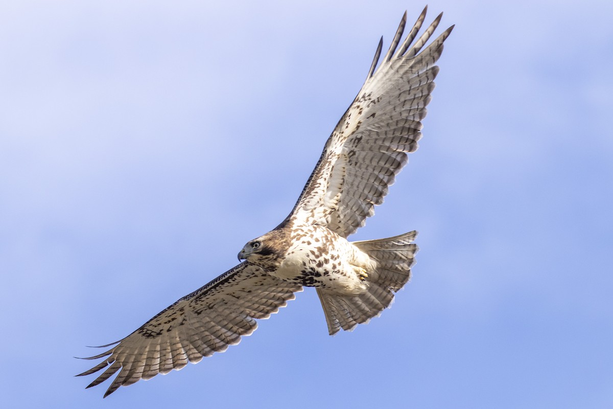 Red-tailed Hawk - Shiloh Schulte