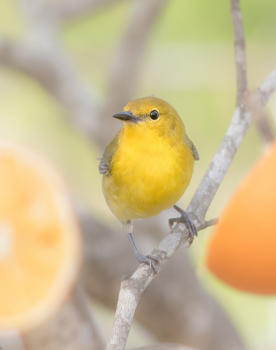 Prothonotary Warbler - ML392486961