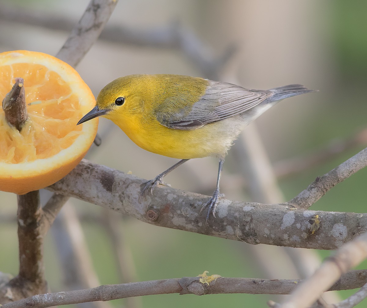 Prothonotary Warbler - ML392486981