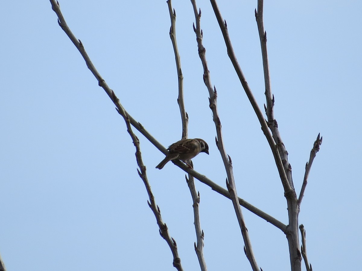 Eurasian Tree Sparrow - ML39248851