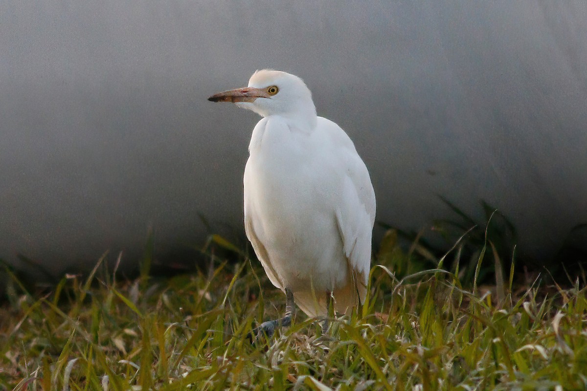 Western Cattle Egret - Gary Jarvis