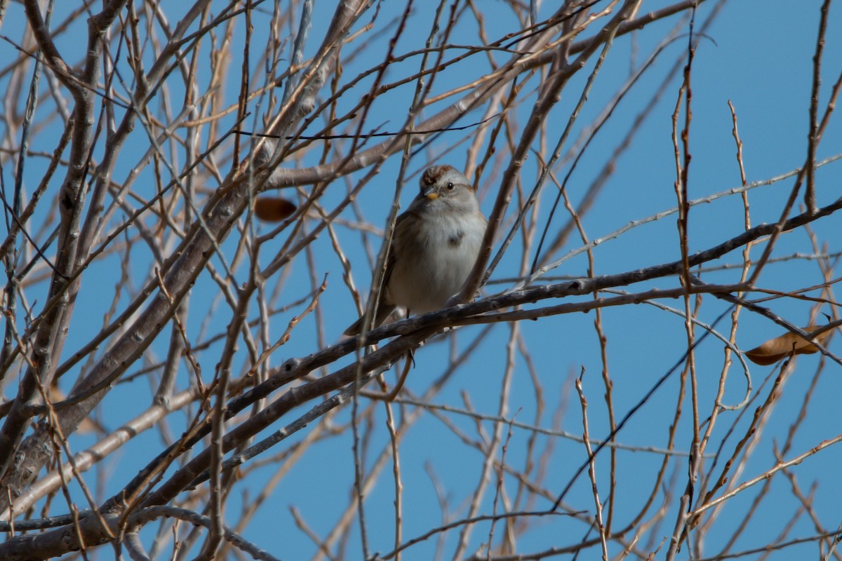 American Tree Sparrow - ML392501471