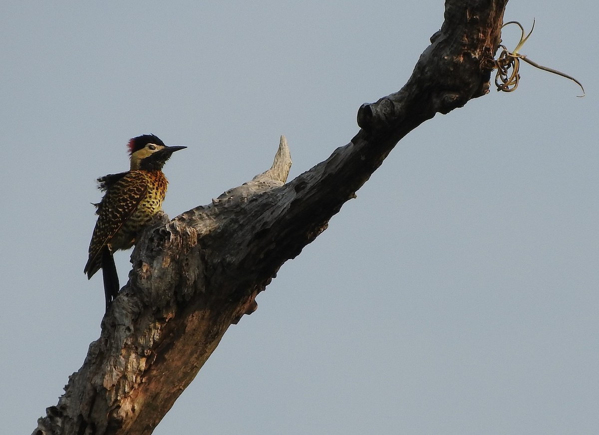 Green-barred Woodpecker - ML392504451