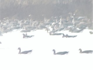 Red-breasted Goose, ML392504581