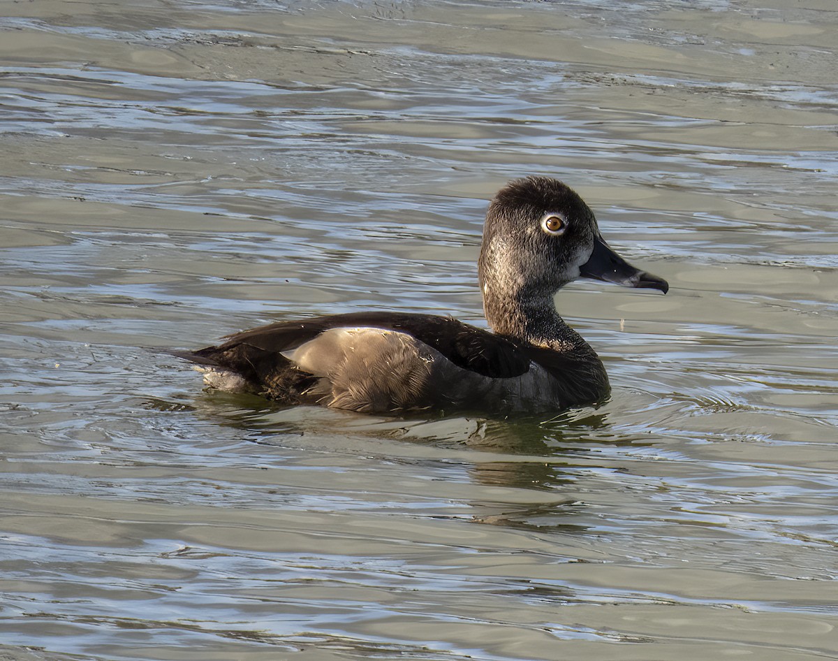 ML392510911 - Ring-necked Duck - Macaulay Library