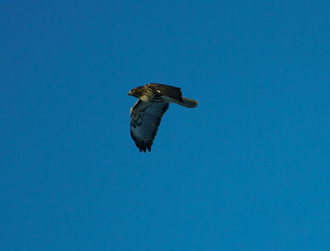 Red-tailed Hawk - ML392518451
