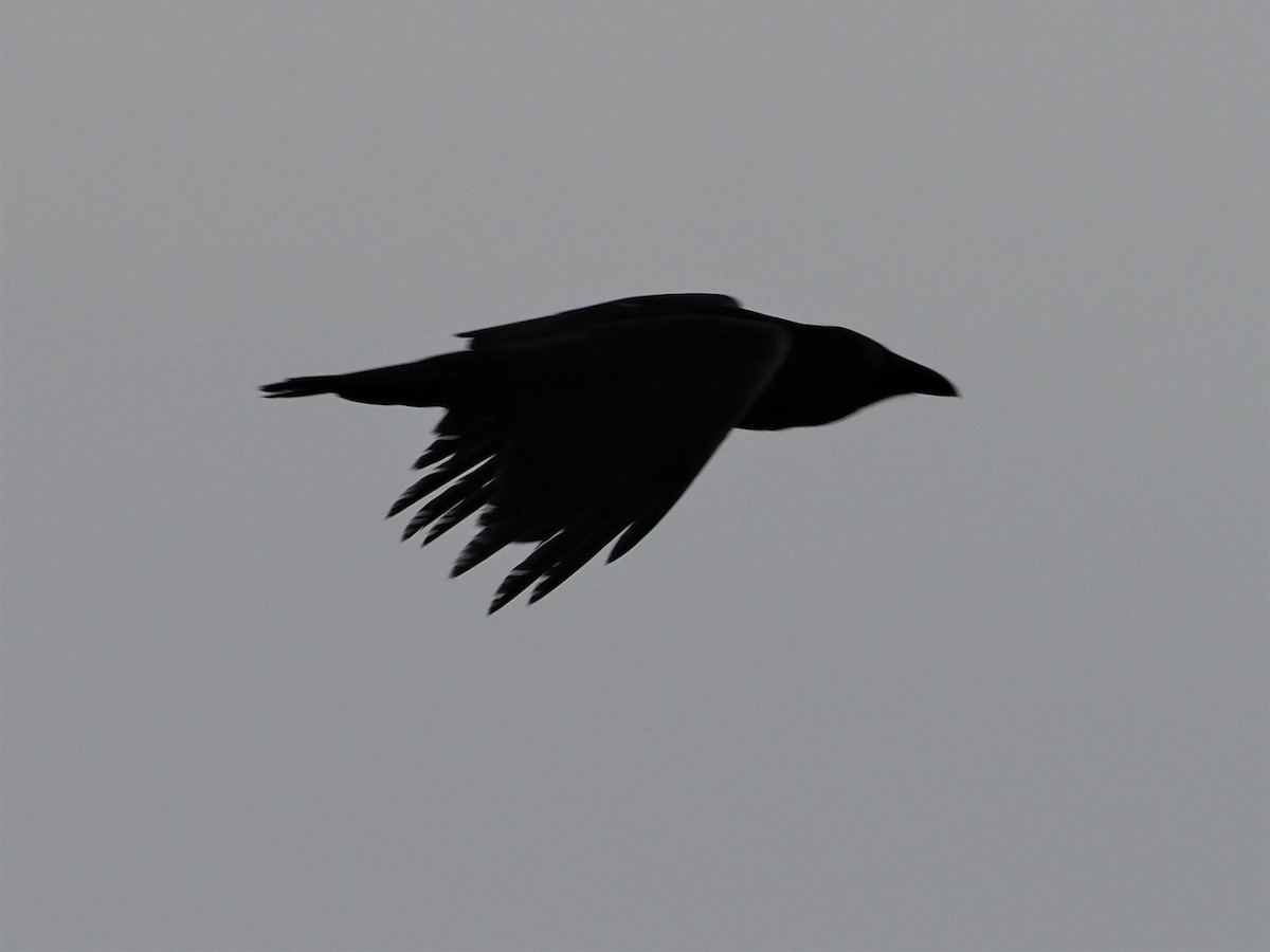 Common Raven - Sarah Preston