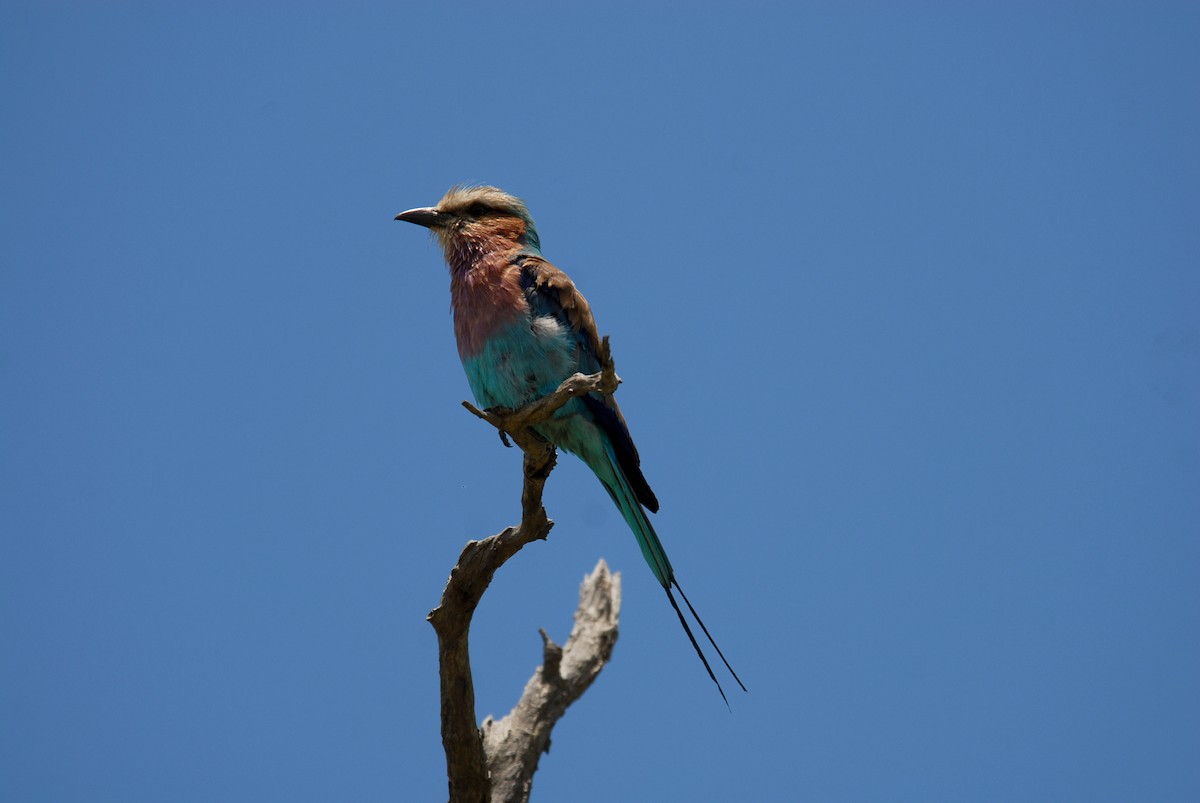 Lilac-breasted Roller - ML392531371
