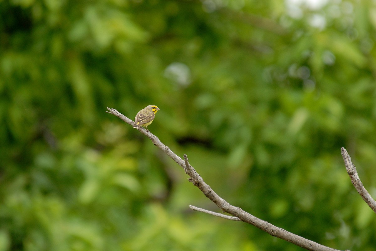 Yellow-fronted Canary - ML392531791