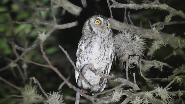 Koepcke's Screech-Owl - ML392532151