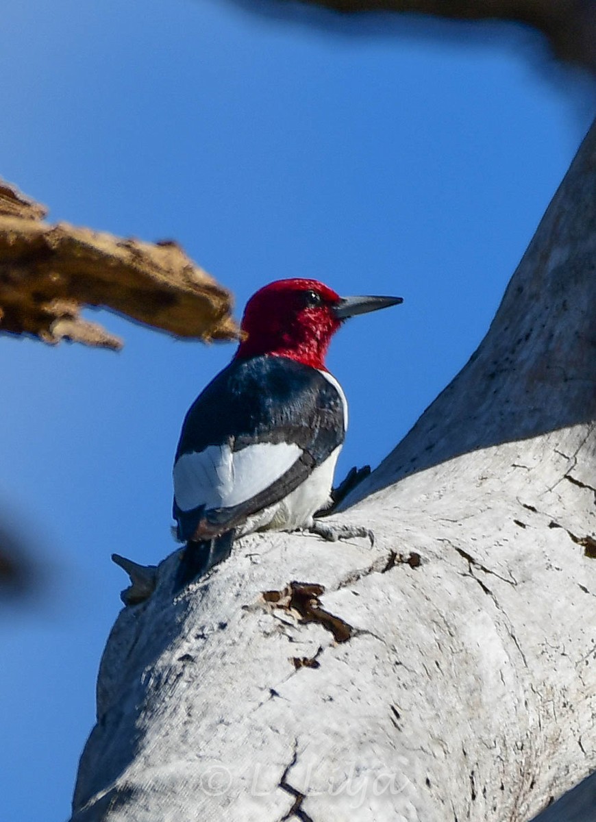 Red-headed Woodpecker - ML392544251