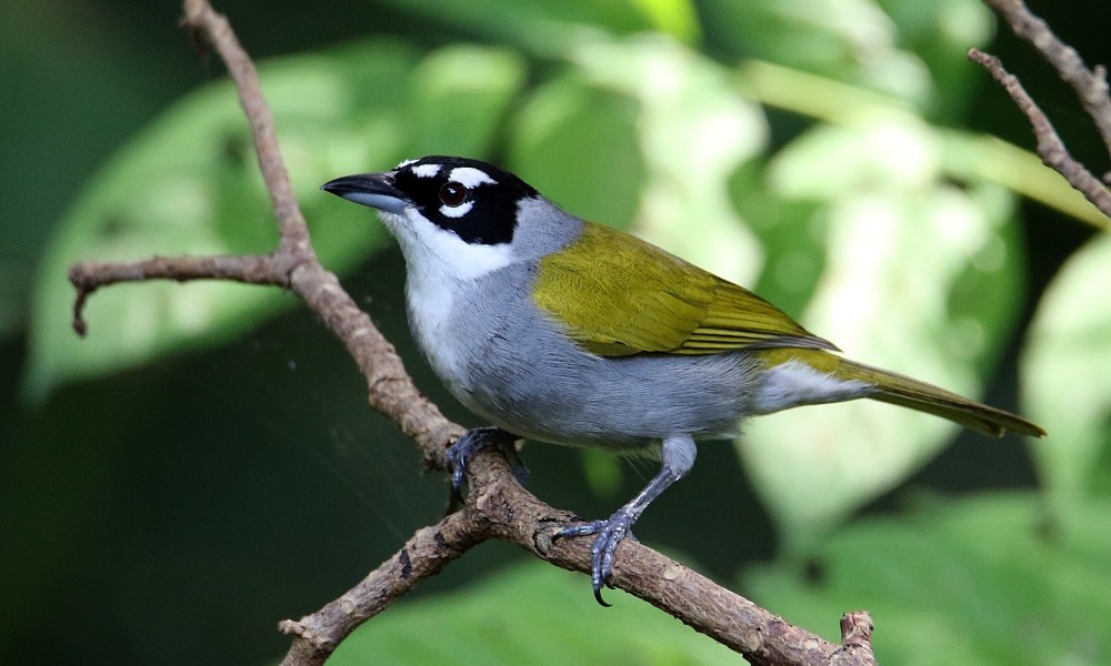 Black-crowned Palm-Tanager - ML392544991