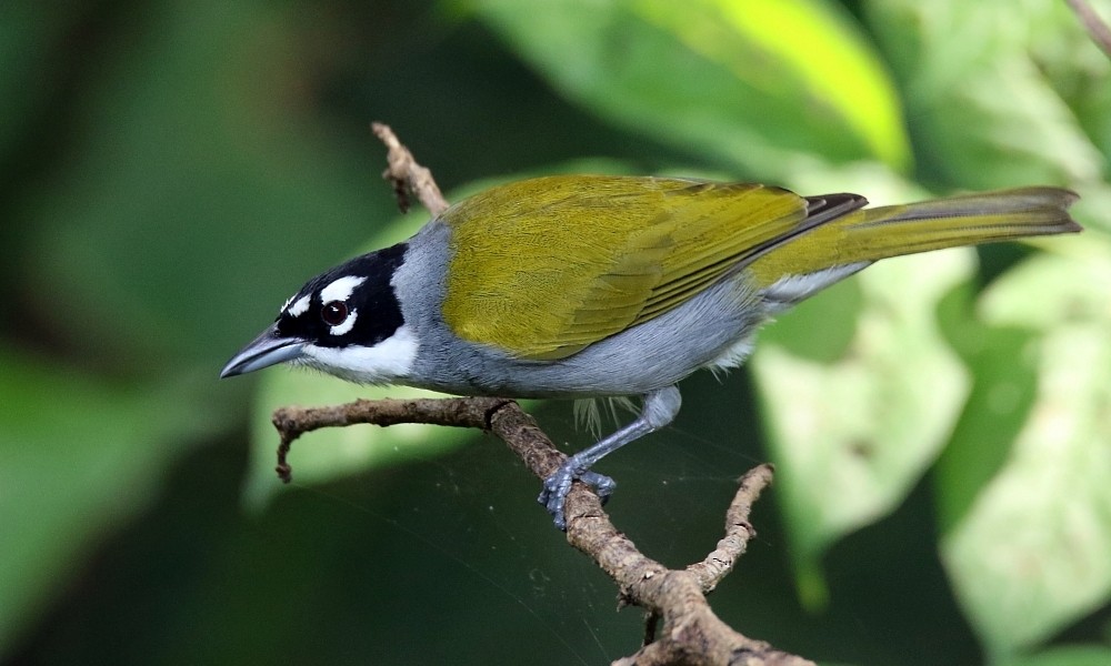 Black-crowned Palm-Tanager - ML392545021