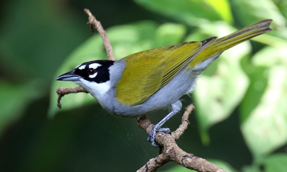 Black-crowned Palm-Tanager - ML392545031
