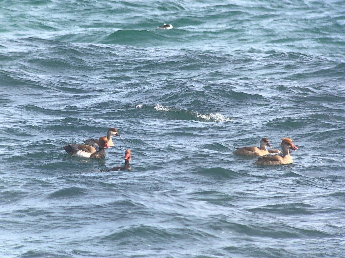 Red-crested Pochard - Aidan Place