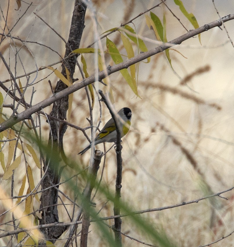 Lawrence's Goldfinch - ML392558221