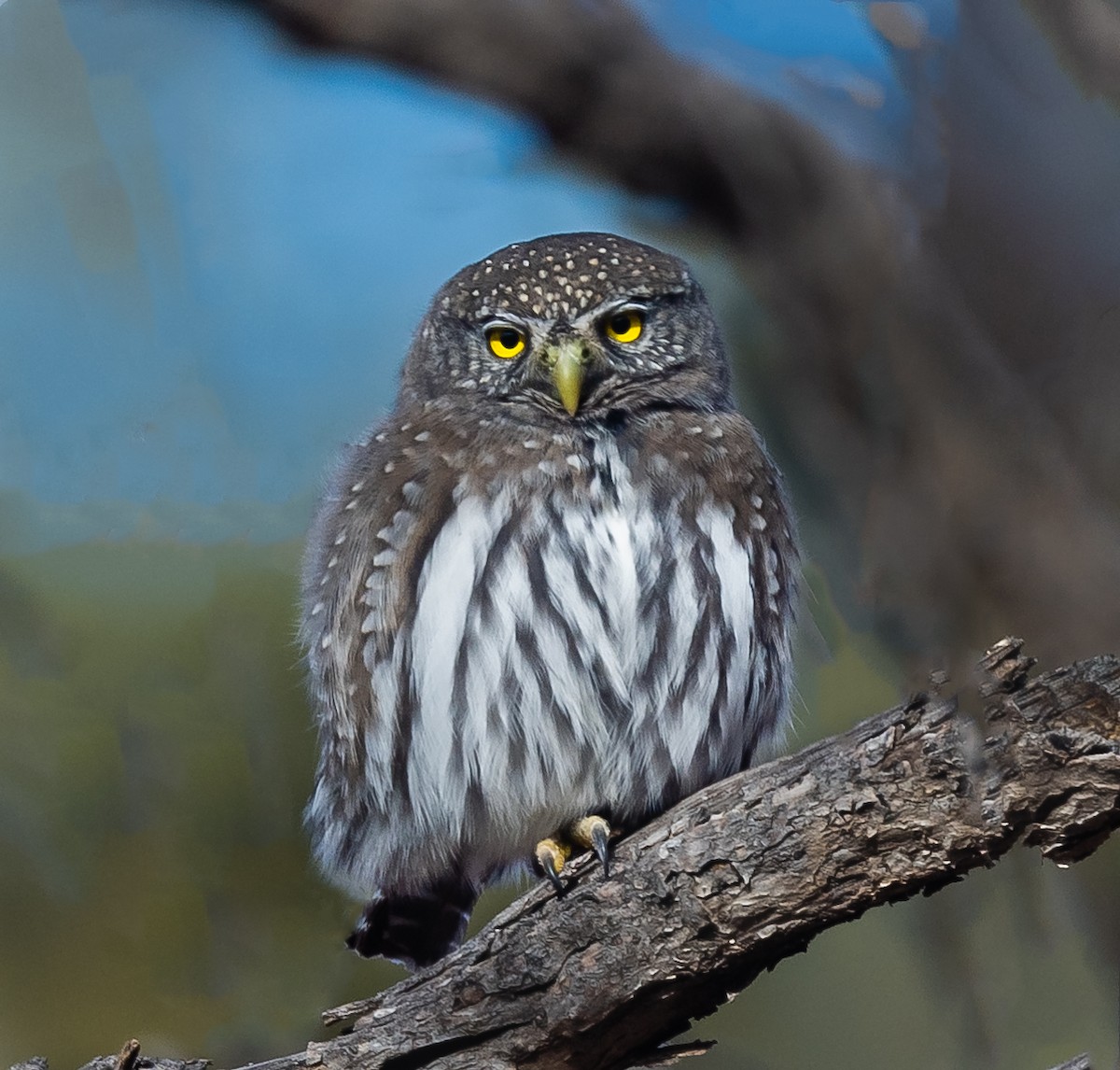 Northern Pygmy-Owl - Jim Merritt
