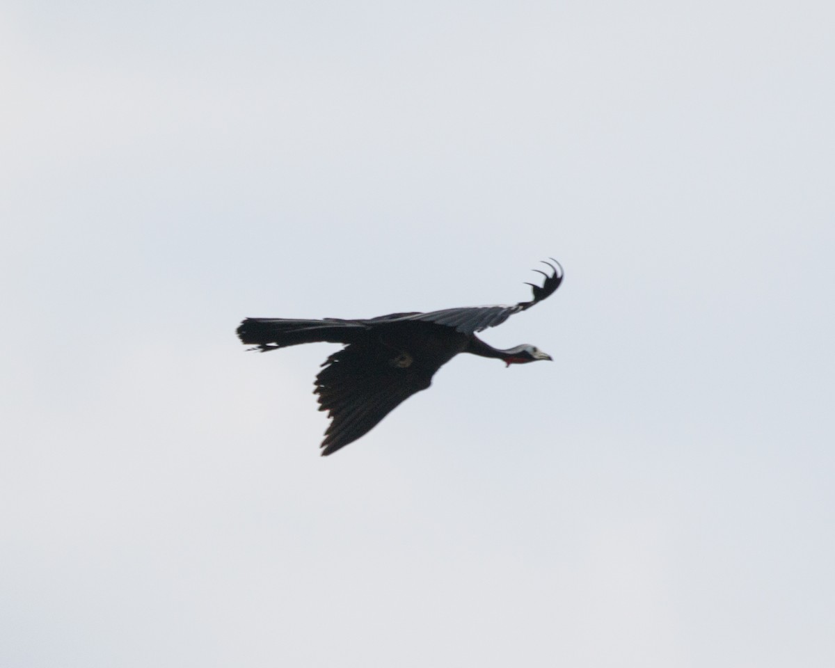 Red-throated Piping-Guan - ML392563311