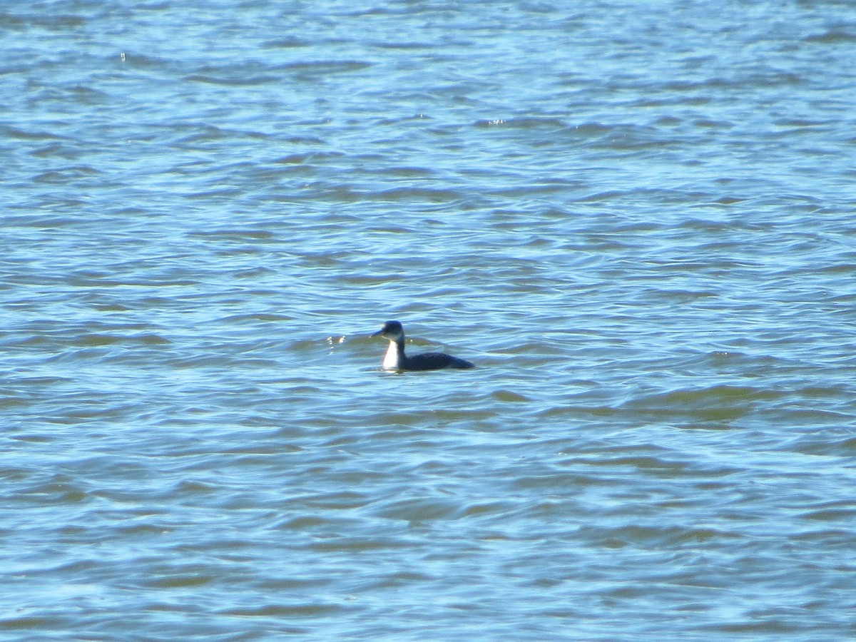 Red-necked Grebe - ML39256681