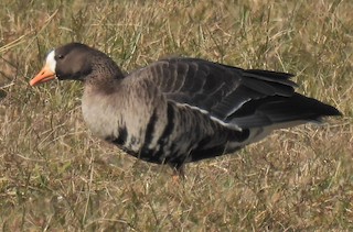 Greater White-fronted Goose, ML392567511