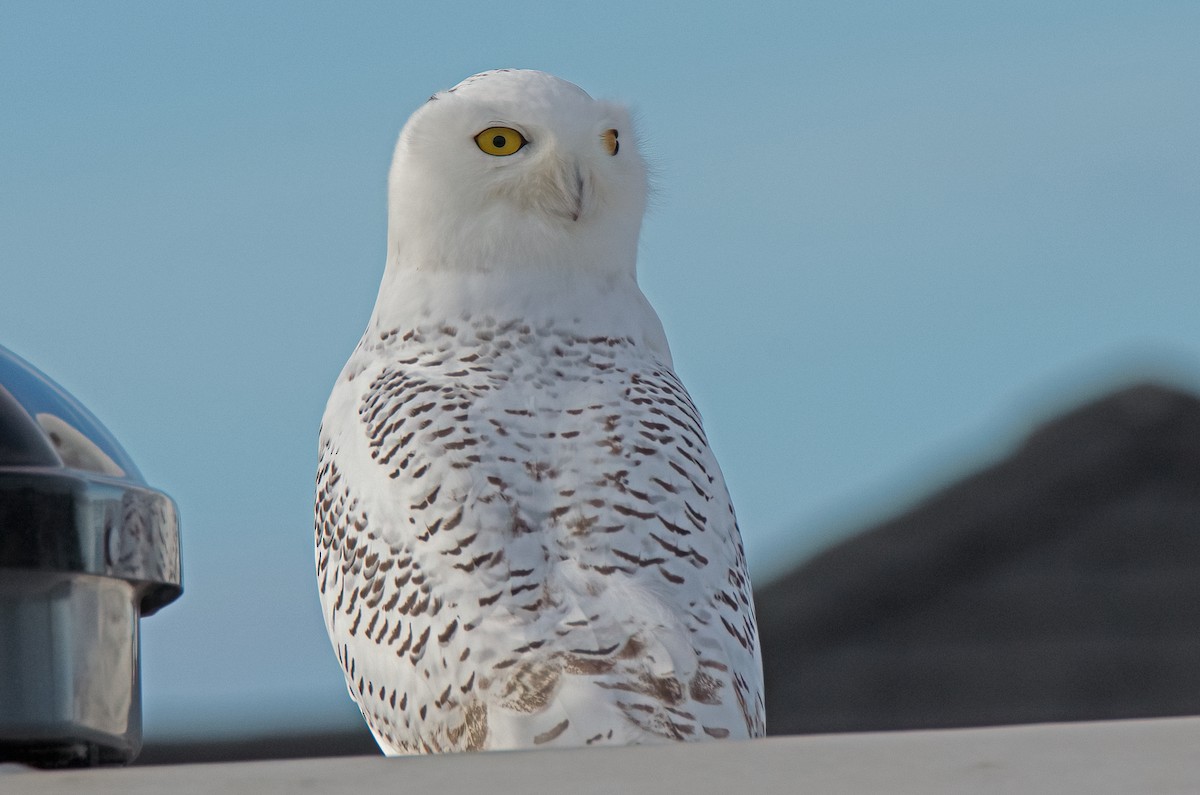 Snowy Owl - Vic Hubbard