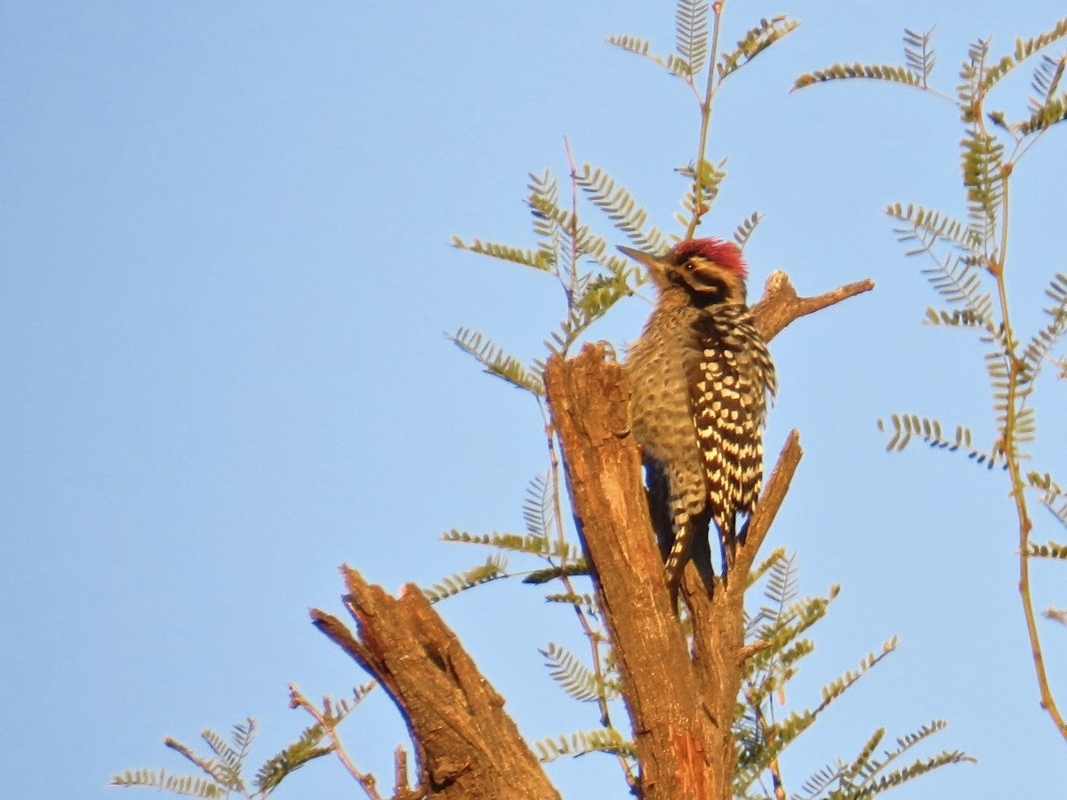 Ladder-backed Woodpecker - Babs Buck