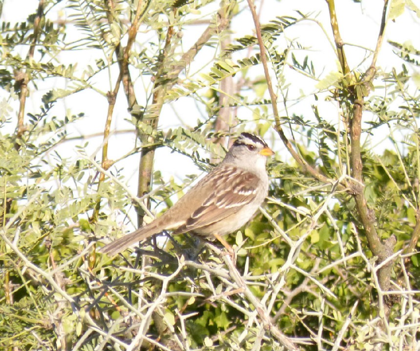 White-crowned Sparrow - ML39258051