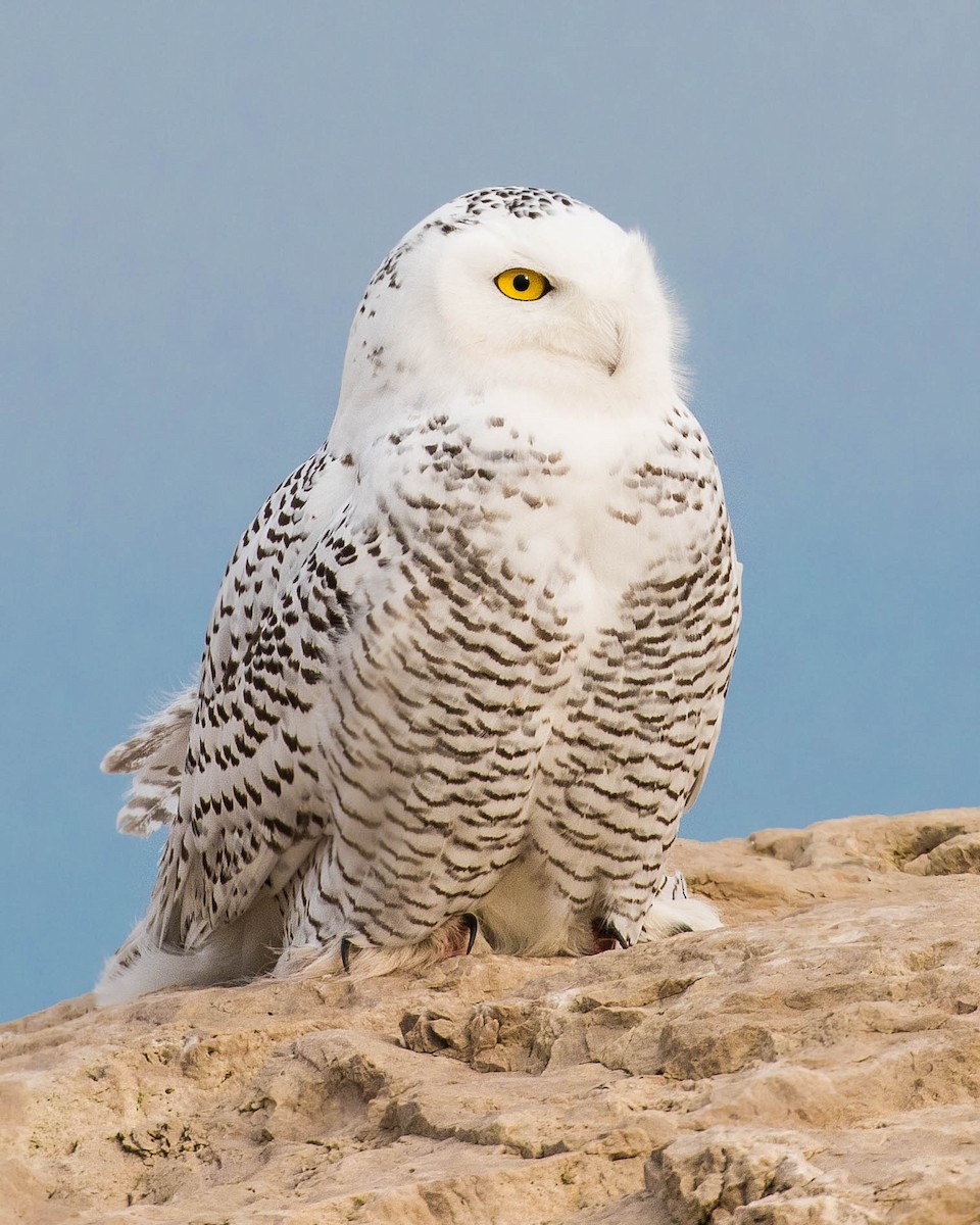 Snowy Owl - Jan Albers