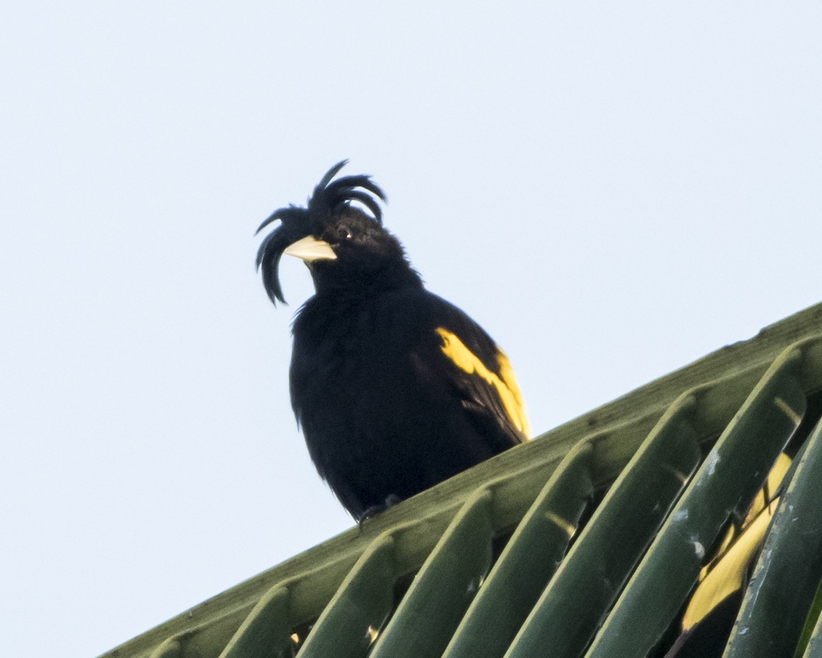 Yellow-winged Cacique - ML392584031